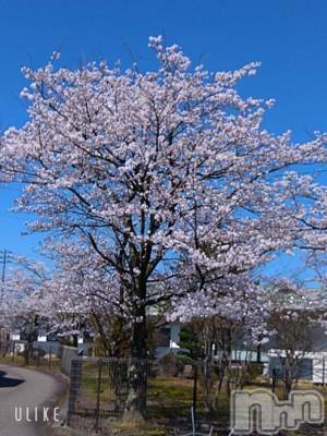 新潟デリヘル 五十路マダム新潟店(カサブランカグループ)(イソジマダムニイガタテン) 鈴木かのん(44)の4月6日写メブログ「今日は。」