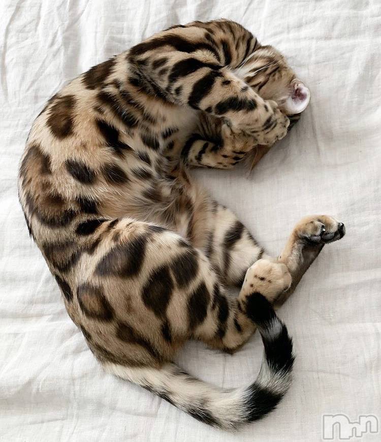 ��ˬ����Х��顦�����CLUB K����Prologue��(����֥���) ��ë �椤��9��16���̥�֥�����(♥)��