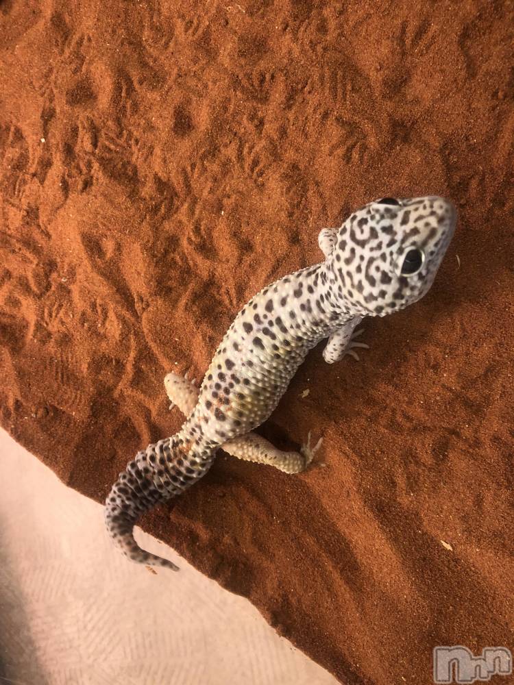 ��ˬ����Х��顦�����CLUB K����Prologue��(����֥���) ��ë �椤��1��24���̥�֥�����(♥)��