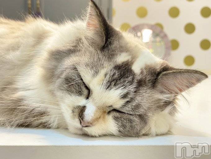 ��ˬ����Х��顦�����CLUB K����Prologue��(����֥���) ��ë �椤��9��20���̥�֥�����(♥)��