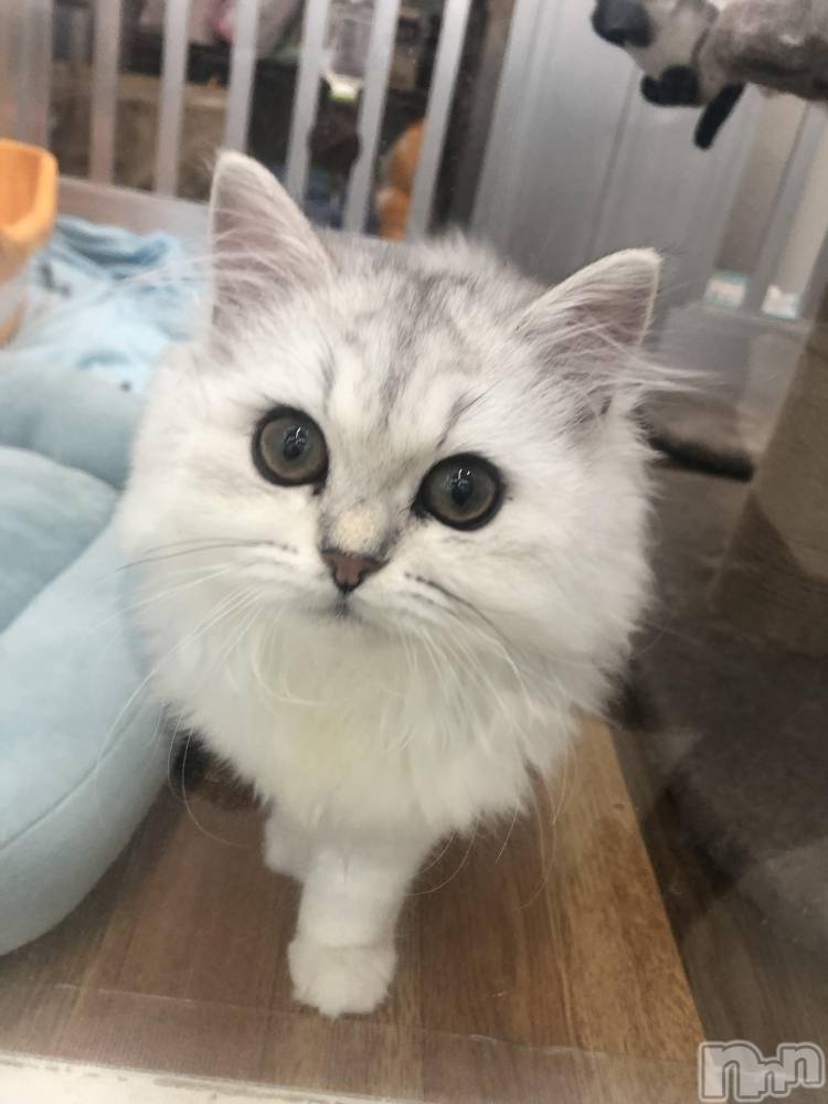 ��ˬ����Х��顦�����CLUB K����Prologue��(����֥���) ��ë �椤��11��14���̥�֥�����(♥)��