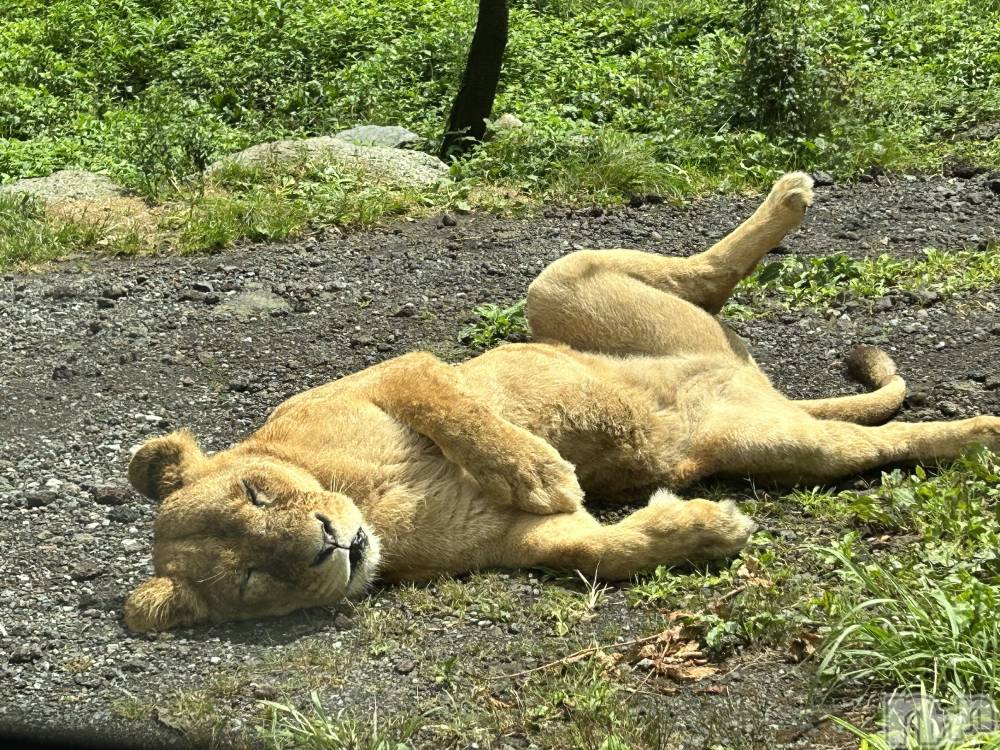 ��ˬ����Х��顦�����CLUB K����Prologue��(����֥���) ��ë �椤��3��6���̥�֥�����(♥)��