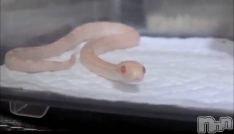 ��ˬ����Х��顦�����CLUB K����Prologue��(����֥���) ��2019ǯ11��6���̥�֥�����(♥)��