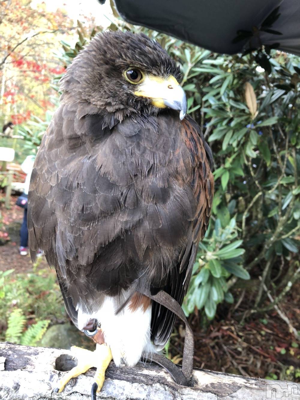 ��ˬ����Х��顦�����CLUB K����Prologue��(����֥���) ��2020ǯ11��2���̥�֥�����(♥)��