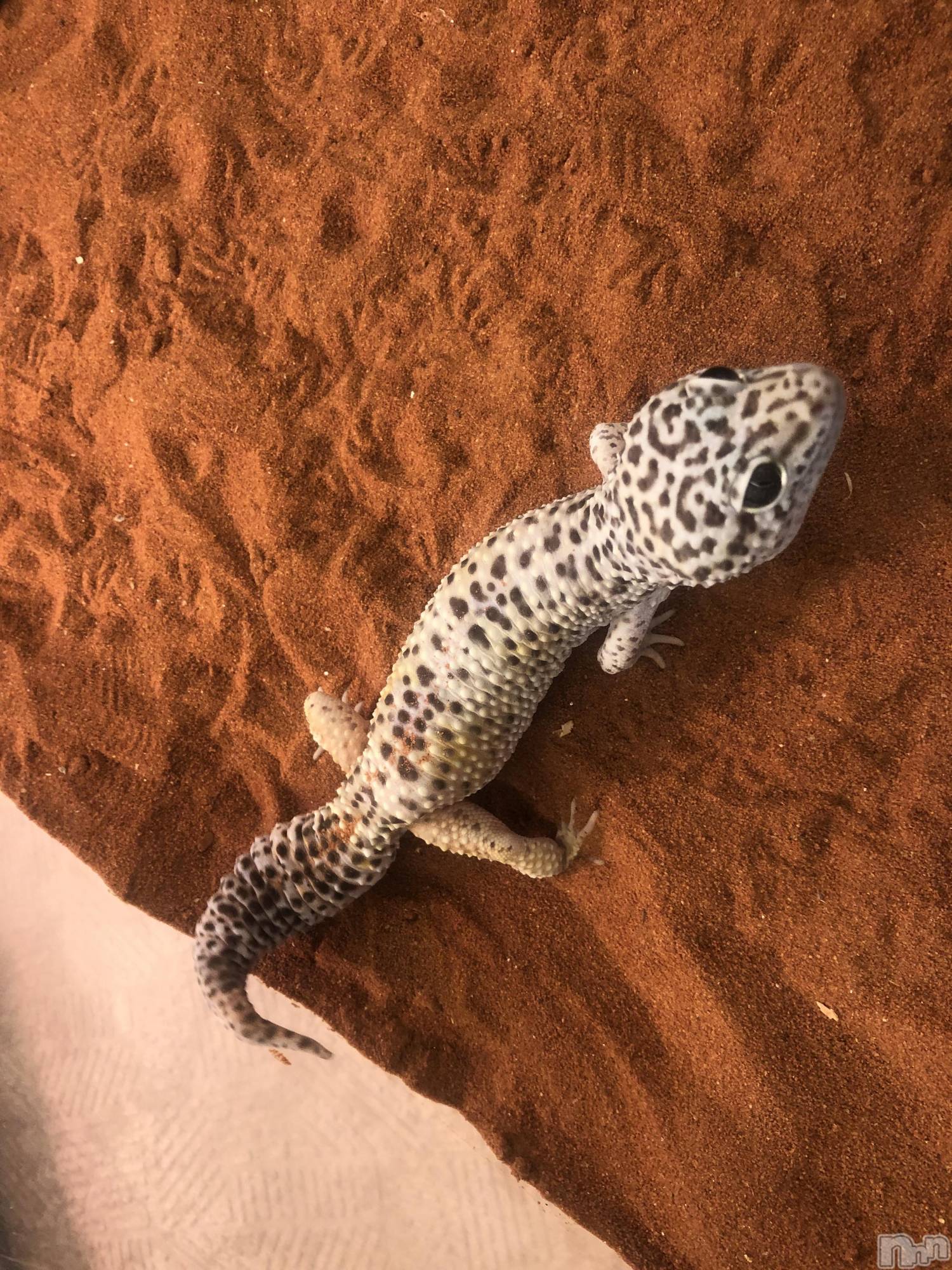 ��ˬ����Х��顦�����CLUB K����Prologue��(����֥���) ��2021ǯ1��24���̥�֥�����(♥)��