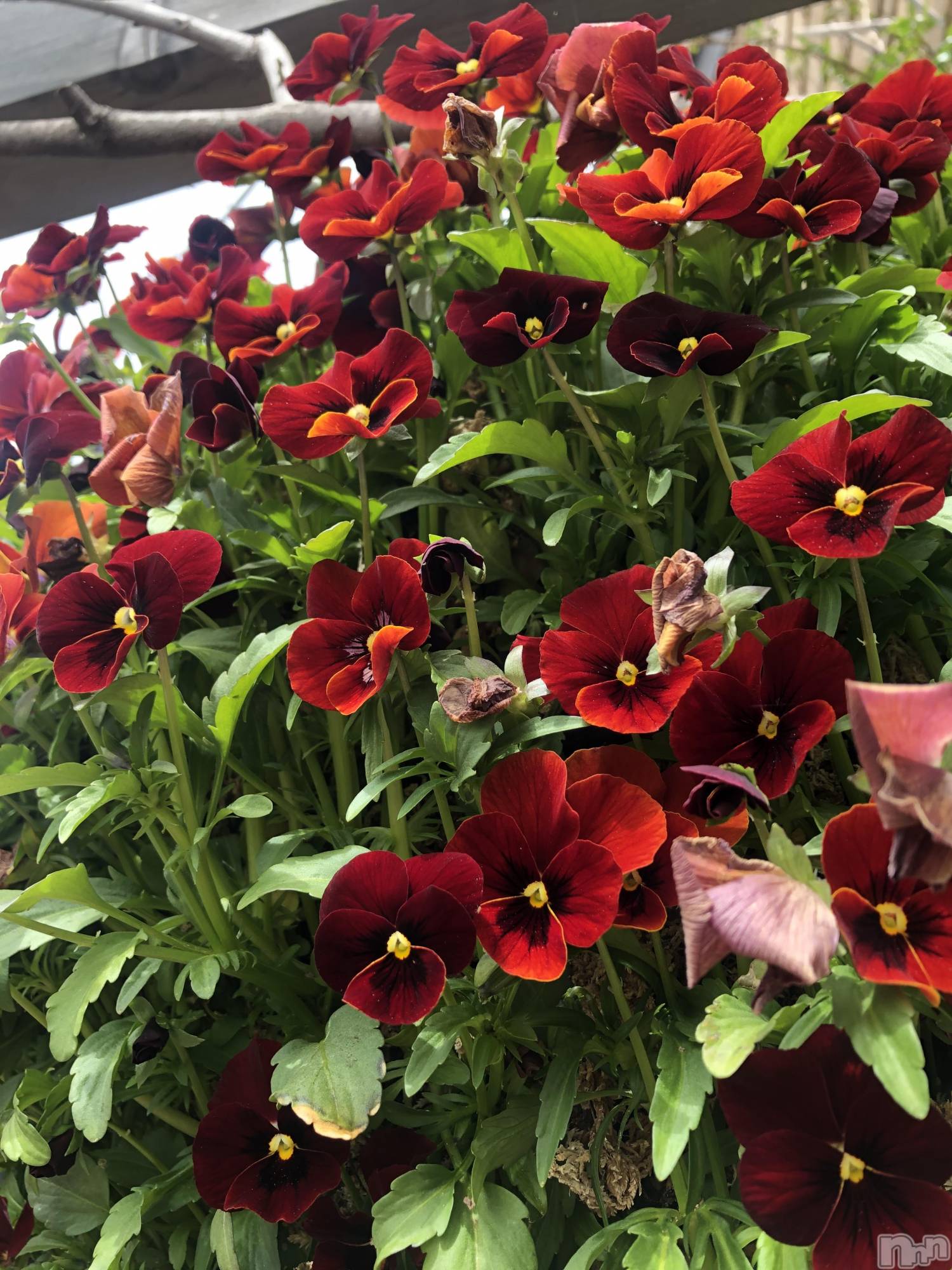 ��ˬ����Х��顦�����CLUB K����Prologue��(����֥���) ��2021ǯ4��30���̥�֥�����(♥)��