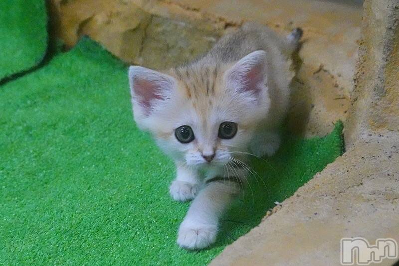 ��ˬ����Х��顦�����CLUB K����Prologue��(����֥���) ��2022ǯ2��22���̥�֥�����(♥)��