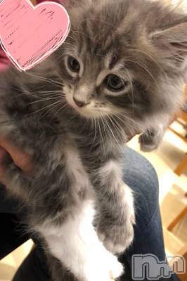 ��ˬ����Х��顦�����CLUB K����Prologue��(����֥���) ��ë �椤��4��17���̥�֥�����(♥)��