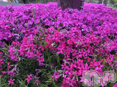 ��ˬ����Х��顦�����CLUB K����Prologue��(����֥���) ��ë �椤��5��17���̥�֥�����(♥)��