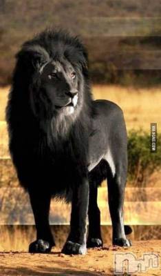 ��ˬ����Х��顦�����CLUB K����Prologue��(����֥���) ��ë �椤��7��7���̥�֥�����(♥)��