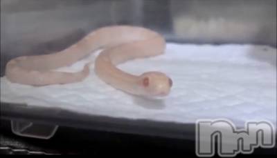 ��ˬ����Х��顦�����CLUB K����Prologue��(����֥���) ��ë �椤��11��6���̥�֥�����(♥)��