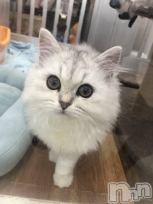 ��ˬ����Х��顦�����CLUB K����Prologue��(����֥���) ��ë �椤��11��14���̥�֥�����(♥)��