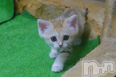 ��ˬ����Х��顦�����CLUB K����Prologue��(����֥���) ��ë �椤��2��22���̥�֥�����(♥)��