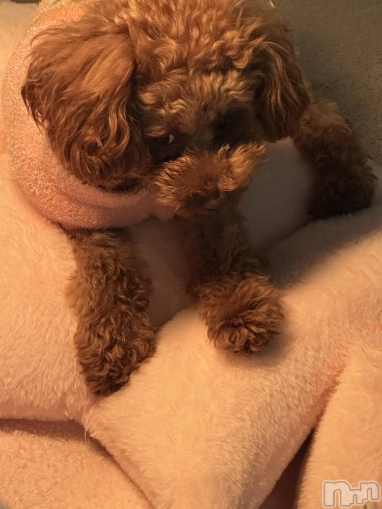 上越デリヘルHONEY(ハニー) なほみ(42)の3月14日写メブログ「ムカつく^_^」