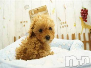 上越デリヘルHONEY(ハニー) なほみ(42)の8月14日写メブログ「さつきちゃん2000円引き」