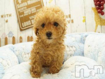 上越デリヘルHONEY(ハニー) なほみ(42)の9月20日写メブログ「なほみの日記割イベント～」