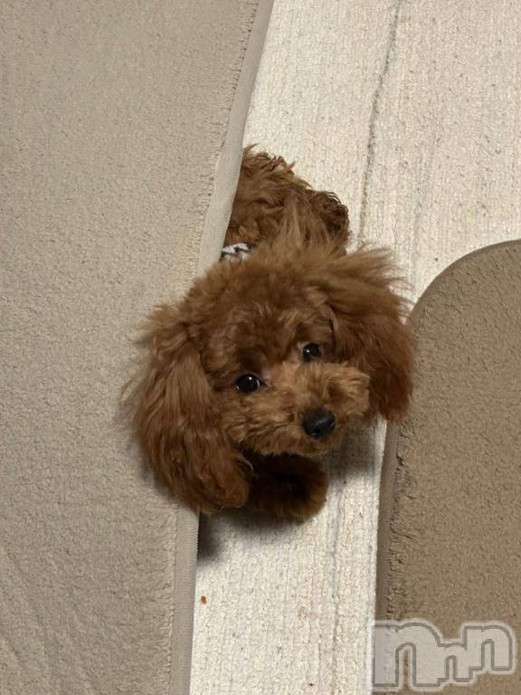 上越デリヘルHONEY(ハニー) なほみ(42)の2月1日写メブログ「大寒波* ◌‎ ̥*☃️❄️🌬☃️🌬❄️🐕🐾」