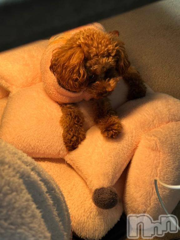 上越デリヘルHONEY(ハニー) なほみ(42)の3月10日写メブログ「新潟県の子ばかり(⊙⊙)!!」