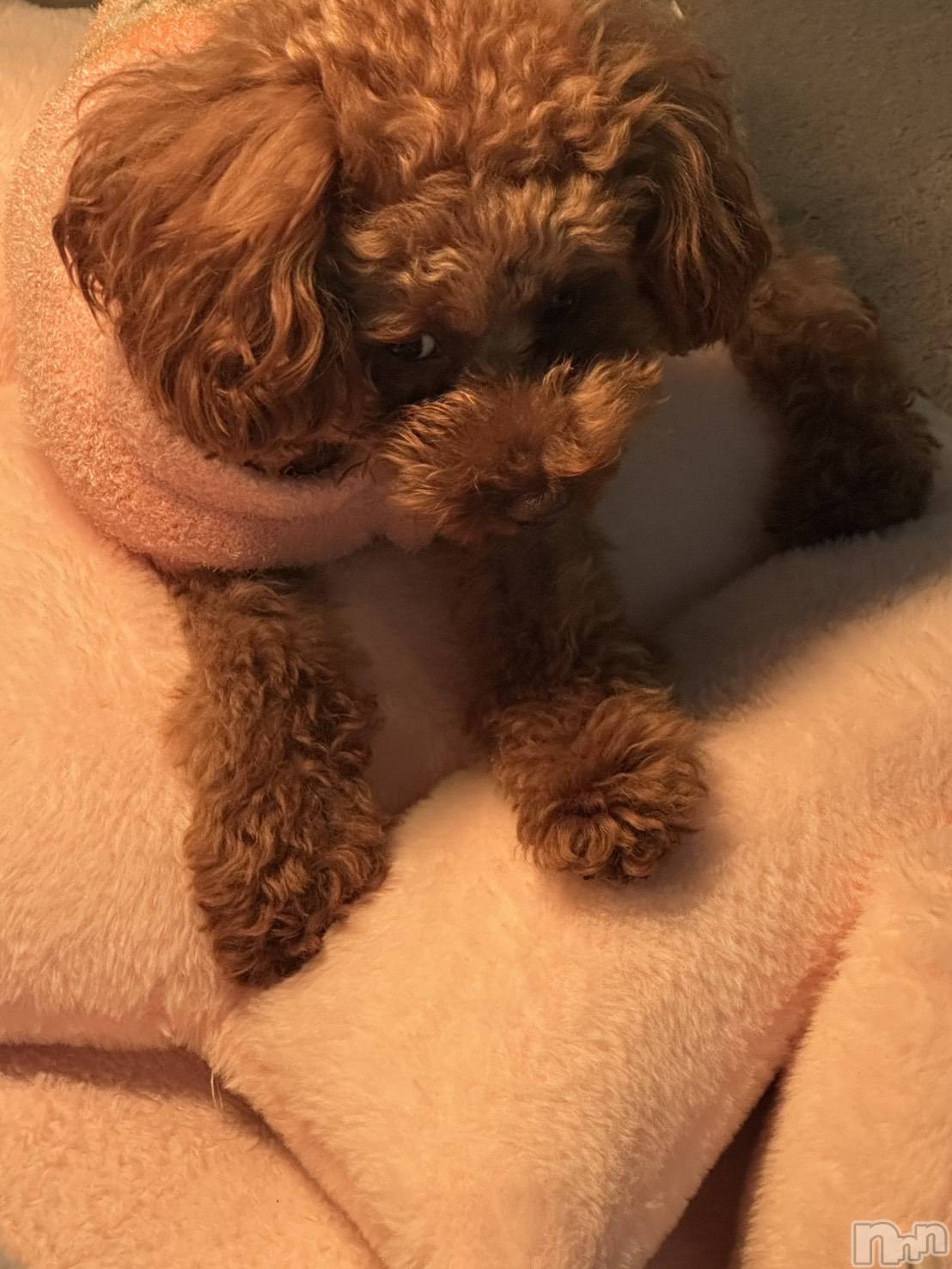 上越デリヘルHONEY(ハニー)なほみ(42)の2026年3月14日写メブログ「ムカつく^_^」