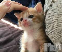 上越デリヘルHONEY(ハニー) なほみ(42)の10月10日写メブログ「新人さん続々と」