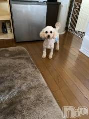 上越デリヘルHONEY(ハニー) なほみ(42)の9月15日写メブログ「日記割イベント♪」