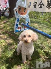 上越デリヘルHONEY(ハニー) なほみ(42)の5月12日写メブログ「今月の予定 訂正」