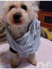 上越デリヘルHONEY(ハニー) なほみ(42)の11月25日写メブログ「今月の予定✨」