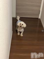 上越デリヘルHONEY(ハニー) なほみ(42)の8月16日写メブログ「もろもろのご連絡☀️🍉🌻🏊」