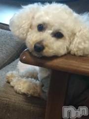 上越デリヘルHONEY(ハニー) なほみ(42)の4月28日写メブログ「そこそこ大事なお知らせ⋆📢⋆」