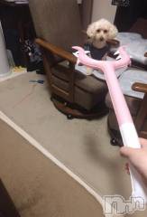 上越デリヘルHONEY(ハニー) なほみ(42)の9月26日写メブログ「必殺アイテムちゃみ🐶用」