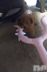 上越デリヘルHONEY(ハニー) なほみ(42)の9月27日写メブログ「さすまた壊れた( 。∀ ﾟ).」