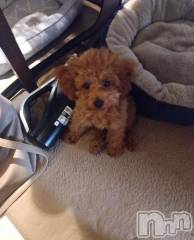 上越デリヘルHONEY(ハニー) なほみ(42)の11月15日写メブログ「合言葉🈹 チケット配布について🎟.·」