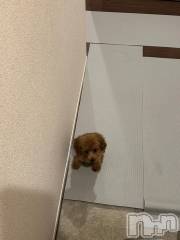 上越デリヘルHONEY(ハニー) なほみ(42)の12月1日写メブログ「12月なりました⛄️❄️✨」