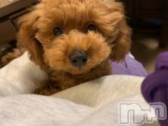 上越デリヘルHONEY(ハニー) なほみ(42)の12月9日写メブログ「きのう積もりましたね❄」