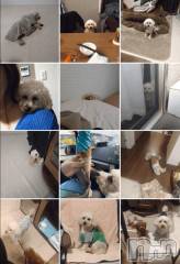 上越デリヘルHONEY(ハニー) なほみ(42)の5月15日写メブログ「けろけろけろっぴ🐸🐶」