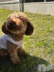 上越デリヘルHONEY(ハニー) なほみ(42)の4月8日写メブログ「今日のイベント🎪」