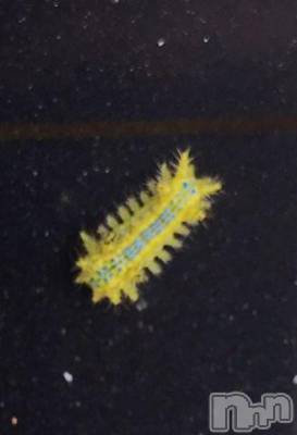 上越デリヘル HONEY(ハニー) なほみ(42)の9月25日写メブログ「これなに？」