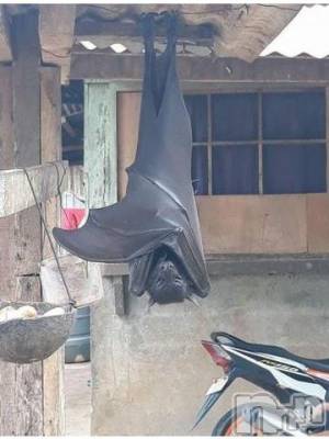 上越デリヘル HONEY(ハニー) なほみ(42)の7月27日写メブログ「初めて見た」