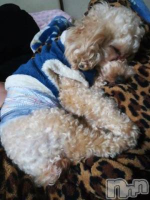 上越デリヘル HONEY(ハニー) なほみ(42)の12月19日写メブログ「コスプレ追加！！ブルマ、スク水、サンタ！」