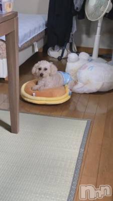 上越デリヘル HONEY(ハニー) なほみ(42)の9月13日写メブログ「今日もやっちゃうよ」