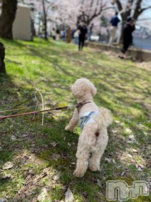 上越デリヘル HONEY(ハニー) なほみ(42)の5月31日写メブログ「6月の出勤予定減ります∧( 'Θ' )∧」