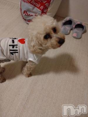 上越デリヘル HONEY(ハニー) なほみ(42)の10月19日写メブログ「お礼」