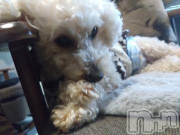 上越デリヘル HONEY(ハニー) なほみ(42)の12月5日写メブログ「特大割イベント✨」