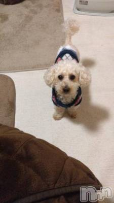 上越デリヘル HONEY(ハニー) なほみ(42)の4月5日写メブログ「プープレゼンツ何故HONEYが価格を抑えられるのか」