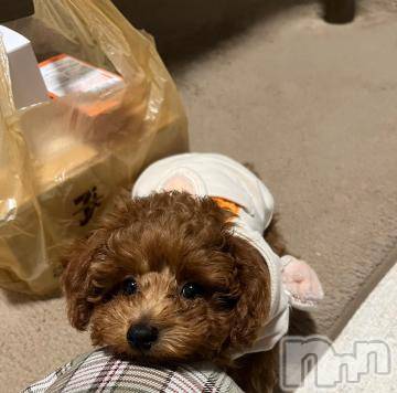 上越デリヘル HONEY(ハニー) なほみ(42)の9月20日写メブログ「NEWフェイス🐶」