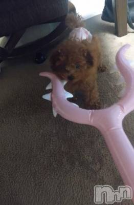 上越デリヘル HONEY(ハニー) なほみ(42)の9月27日写メブログ「さすまた壊れた( 。∀ ﾟ).」