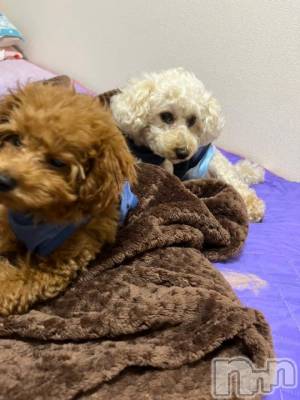 上越デリヘル HONEY(ハニー) なほみ(42)の10月11日写メブログ「お得な週末✨大好評だったチケット配布✨」