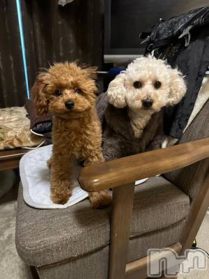 上越デリヘル HONEY(ハニー) なほみ(42)の12月7日写メブログ「師走感」