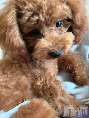 上越デリヘル HONEY(ハニー) なほみ(42)の12月26日写メブログ「プレゼントありがとうございます🎁」