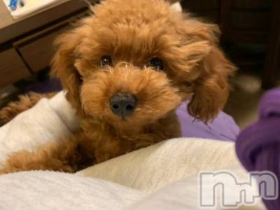 上越デリヘル HONEY(ハニー) なほみ(42)の1月11日写メブログ「多忙多忙でさ」